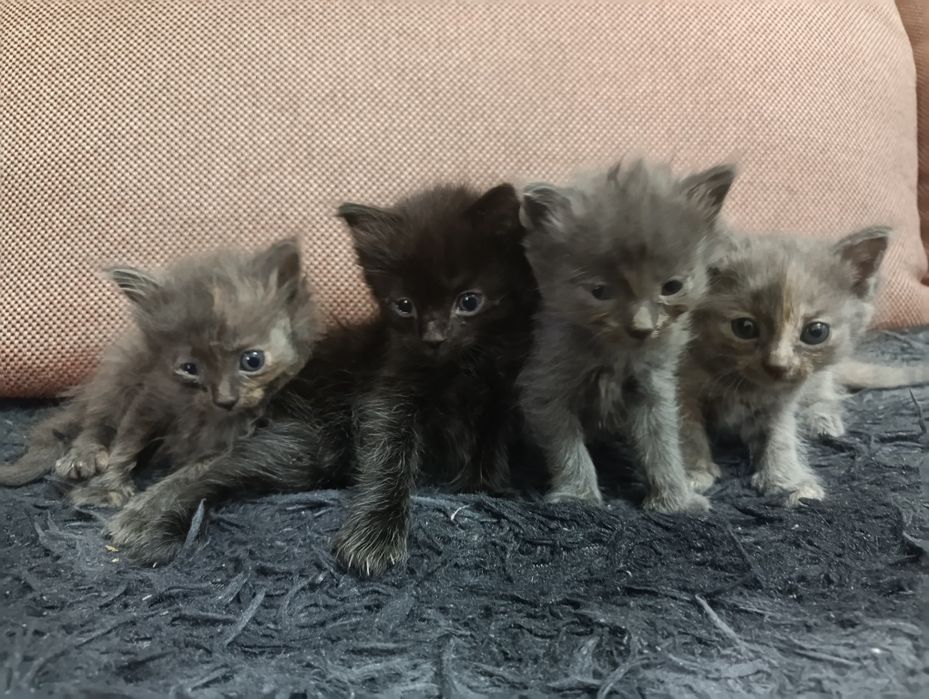 Отдам котят в хорошие руки