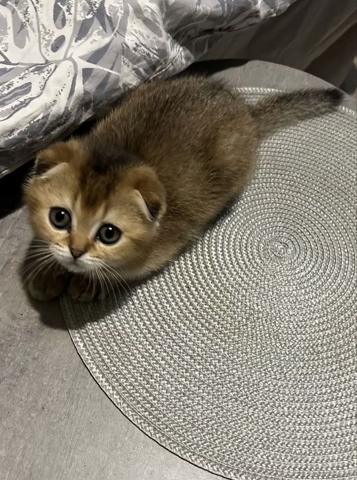 Шотланский вислоухий