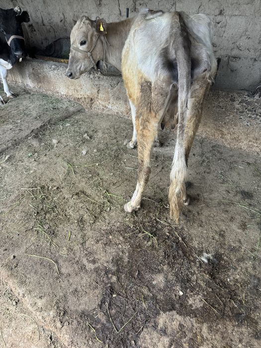 Парода Бұзаулы Сиыр