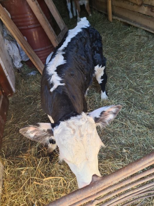 Vitica angus 2 saptamhni suge la biberon și un tauras belgian