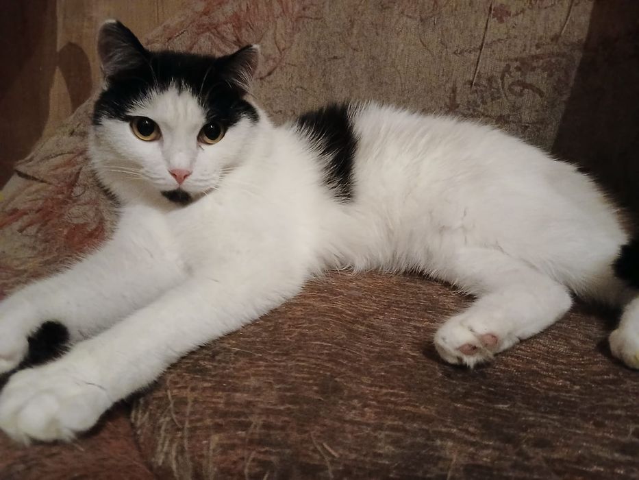 Отдам котика  Кешу