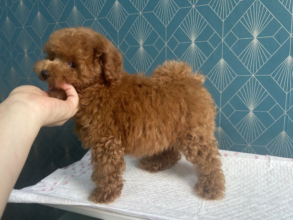 Poodle Toy  ,Caniche rasa pura,Pedigree FCi