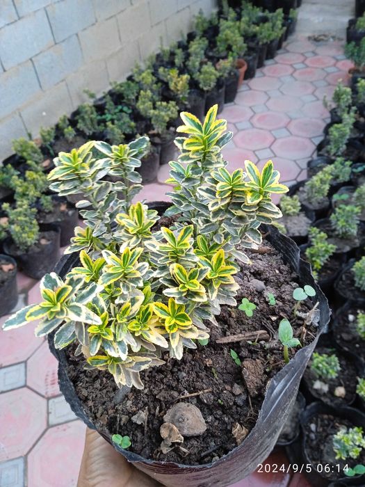 Shamshod IZGRID beeline