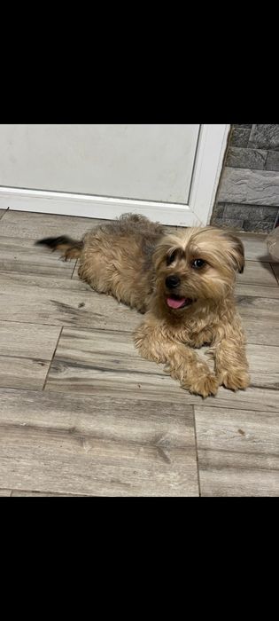 Yorkshire Terrier- 14 luni