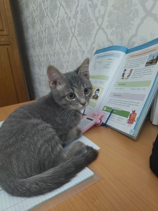 Отдам котика Пушок