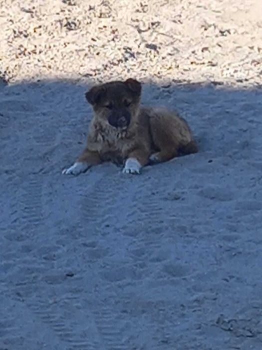 Отдам щенка девочку срочно