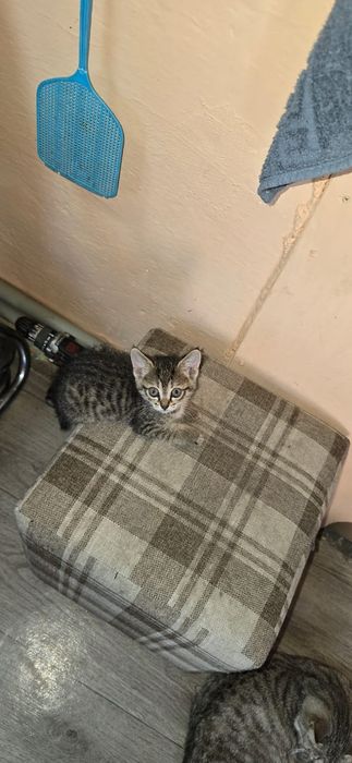 Отдам котят в добрые руки
