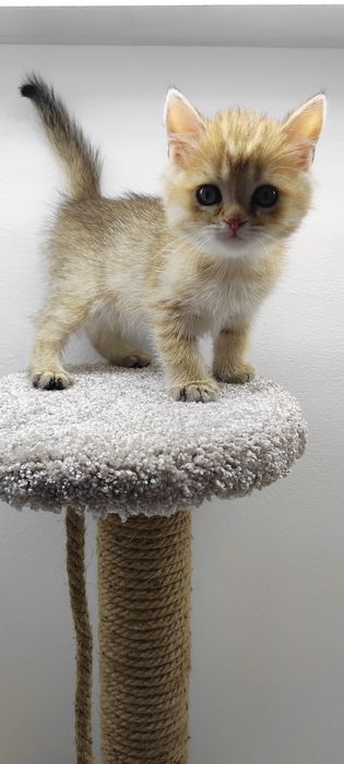 Кошечка и котик БриТанСкие