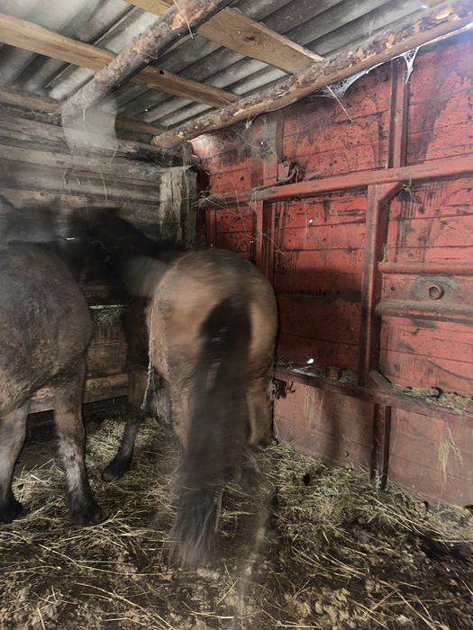 Жылкы тай откорм