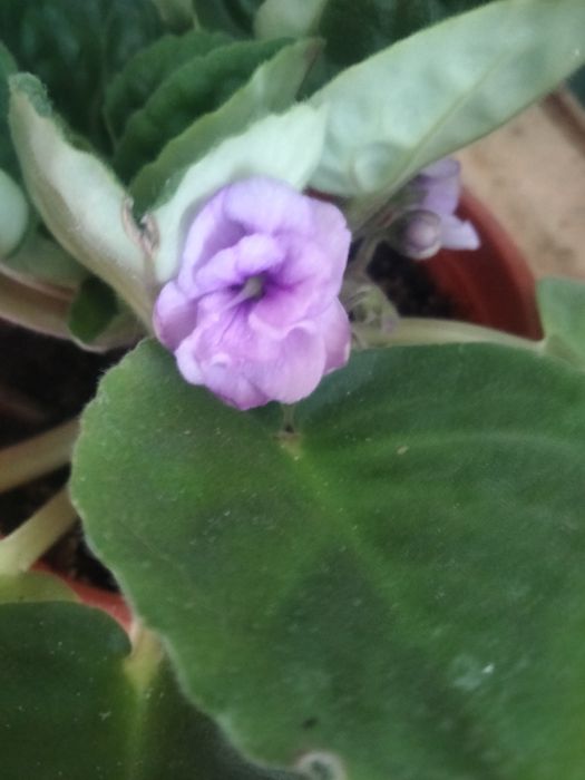 Продам фиалки сорт Поль баньян