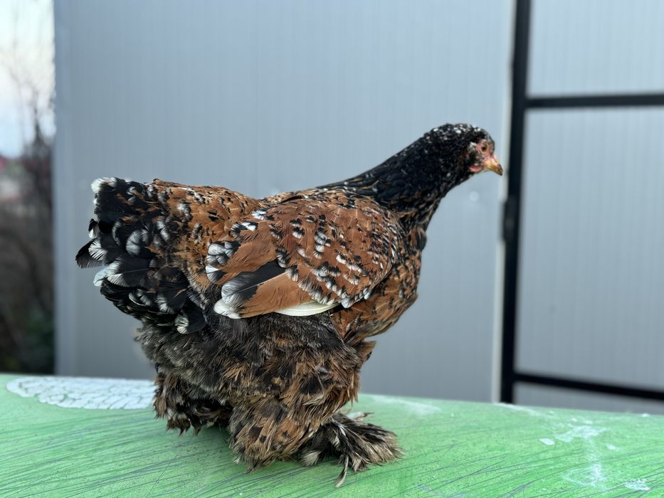 Cochinchina portelan