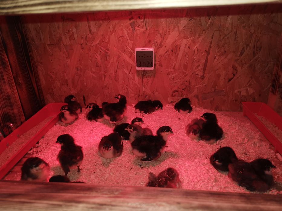 Oua de incubat si pui din  rasa de gaini  Australorp negru si  albastru