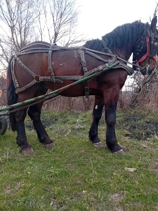 Vand cal doi ani jumate