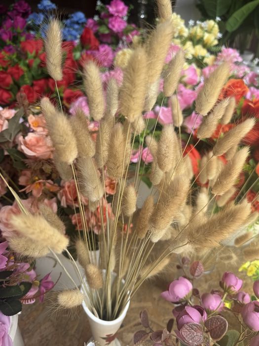 Сухоцветы Камыши