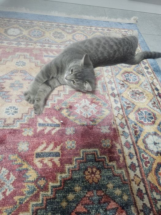 Отдам котенка бесплатно