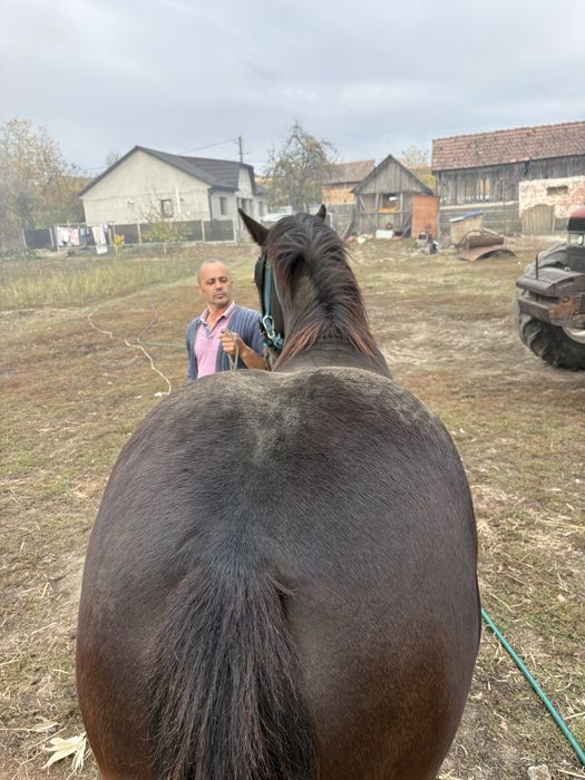 De vanzare un manz semi greu