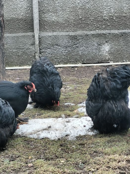 Продам черных куреи