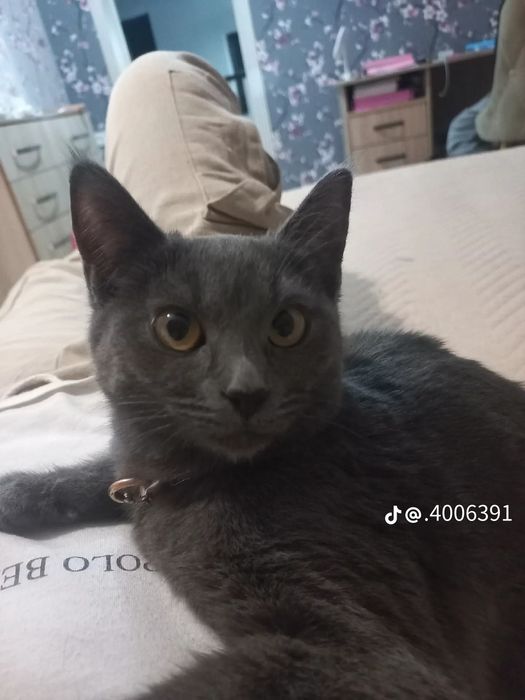 Котёнок британская