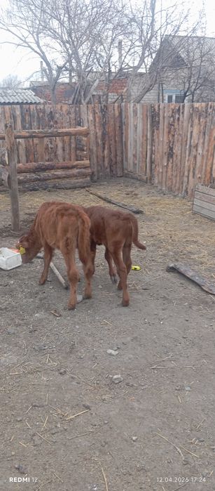 Продам телят.        .