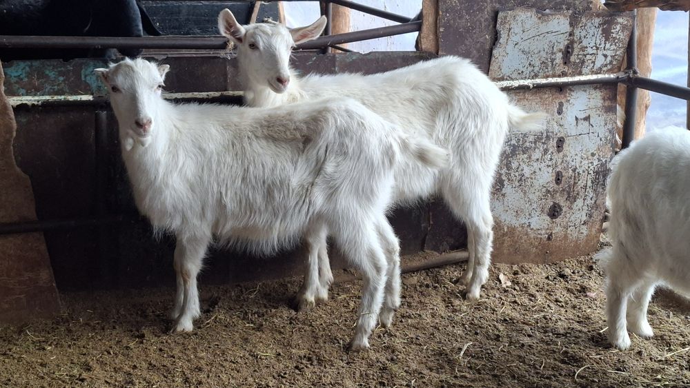 Echki sotiladi Козленок продаётся