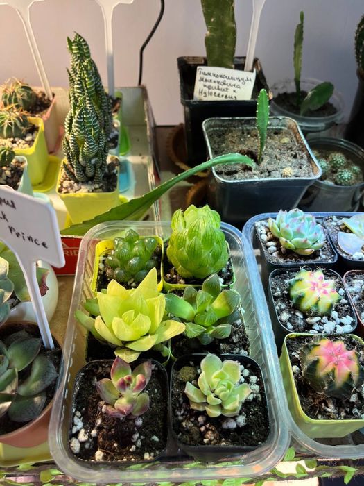 Кактусы и суккуленты