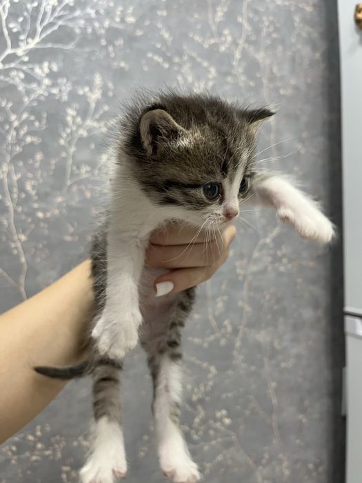Котята мальчик и девочка , отдадим доброму сердцу