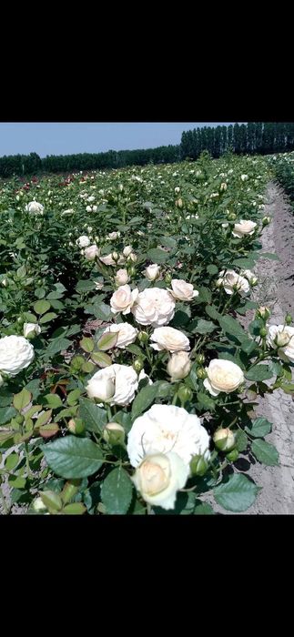 Istalgan turdagi gul ko'chatlari bor 300 xil
