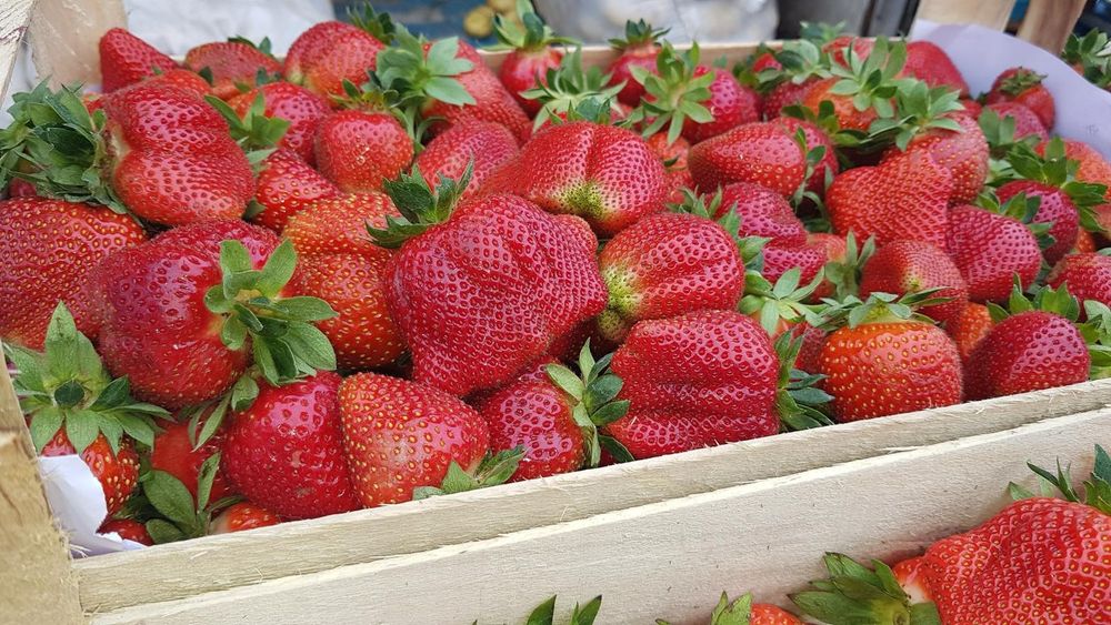 Stoloni de capsuna soiurile Aprica si Murano