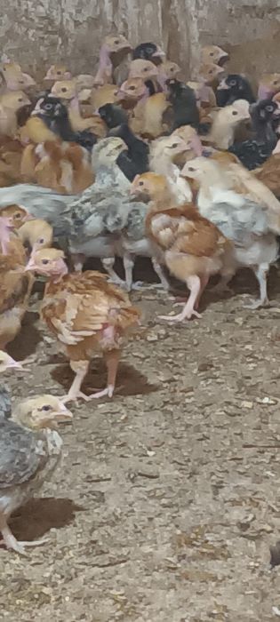 Gâște pui rasă mixta și puice ouătoare de vânzare