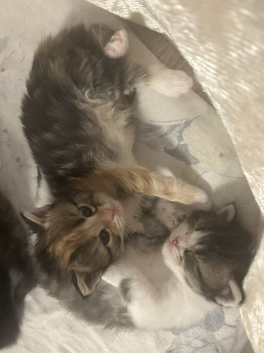 Бронь котят в добрые руки