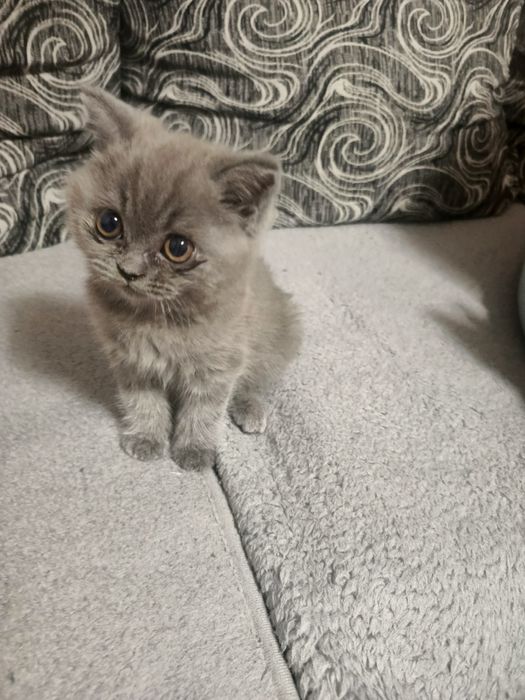 Коте британче на 2 м