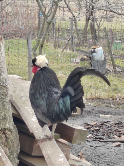 Motate olandeze cocosi