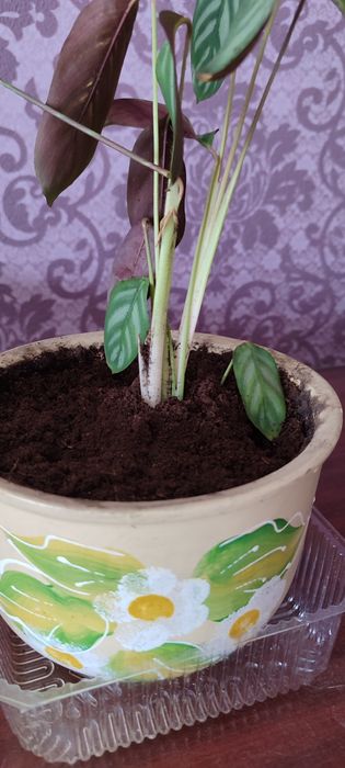 Ктенанта, Калитея, спатифиллум.