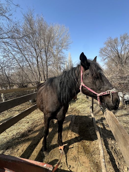 Сауын бие және қысыр бие
