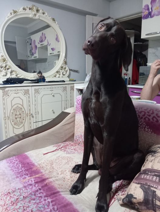 Курцхаар вязка бесплатно