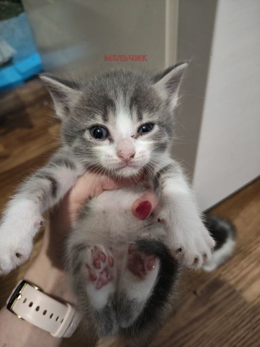Отдам котят бесплатно