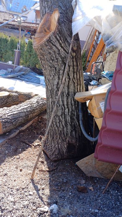 Trunchi nuc cu autorizatie de taiere.