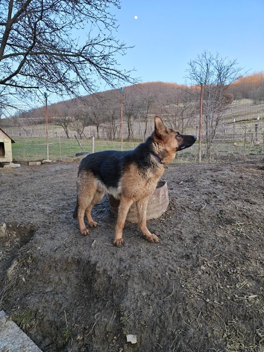 Mascul Ciobanesc german