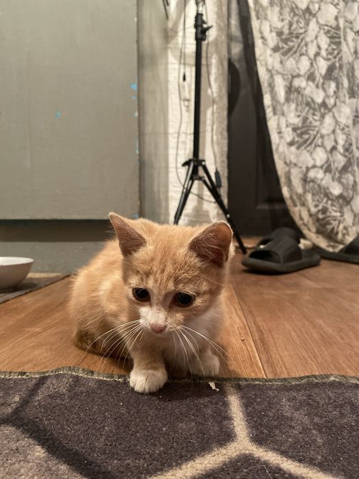 отдам рыжего, 2,5 мальчик