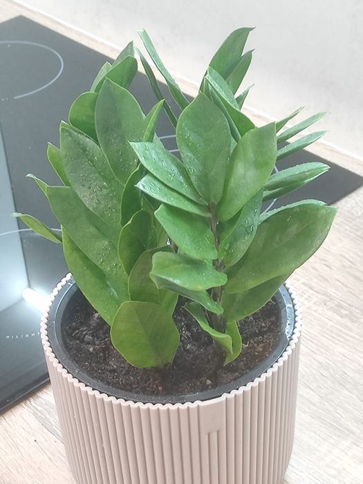 Комнатные растения,