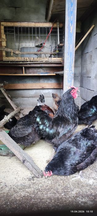 Продам или обменяю петухов