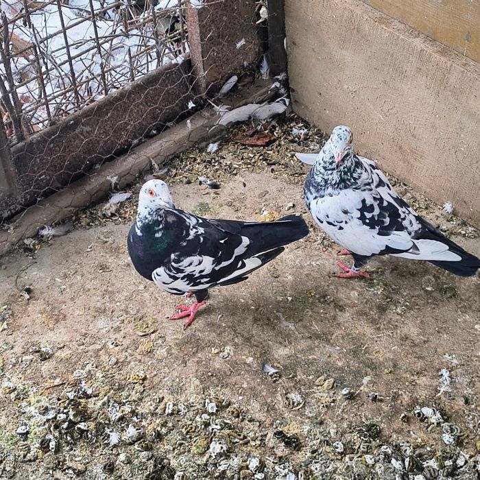 Vând o pereche de porumbei meulemans