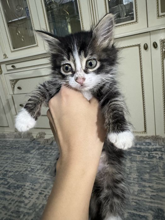 Отдаём кошечек в ДОБРЫЕ РУКИ!