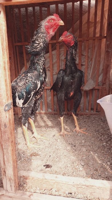 Dakan xuruzlar sotiladi