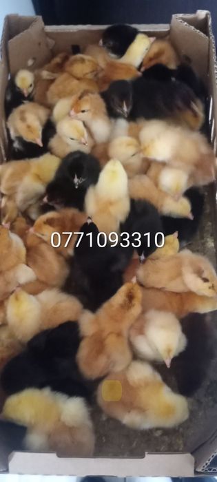 Vând pui de găină o zi