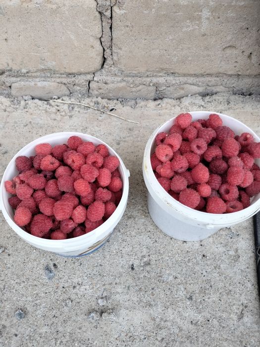 Продам малину сладкую