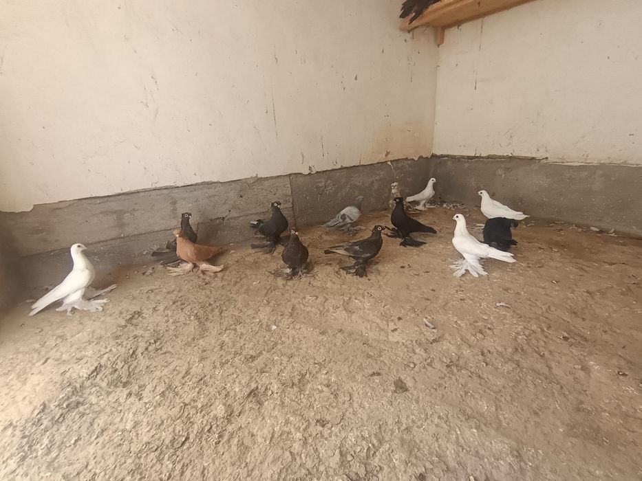 Jizzax Zarbdor Kaptarlari