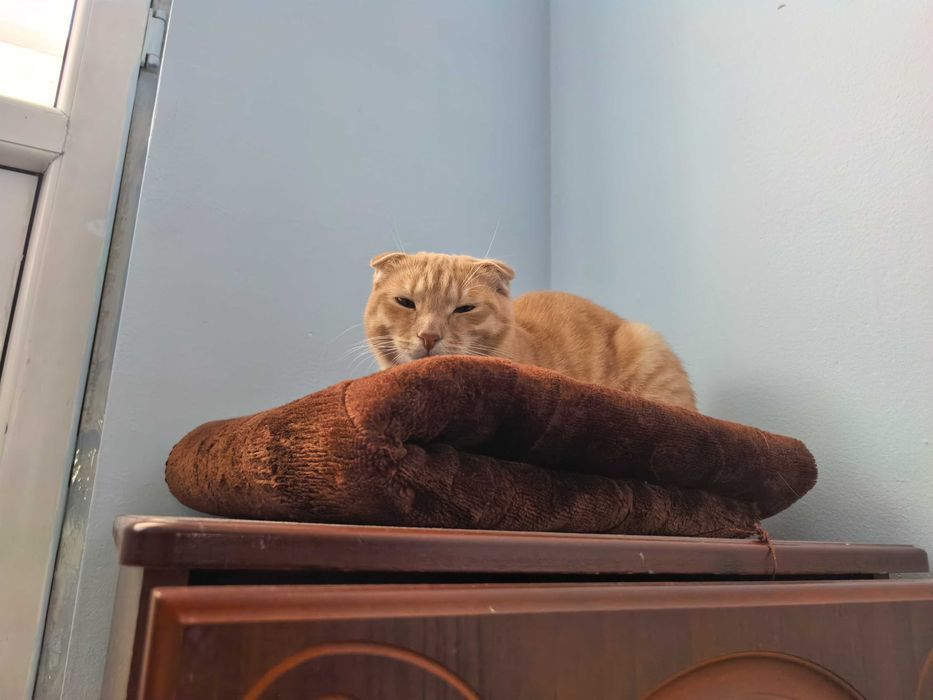 кот 7-8 месяцев вислоухий