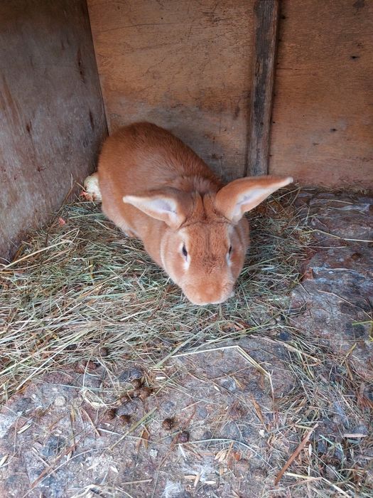 Кролики разных возрастов