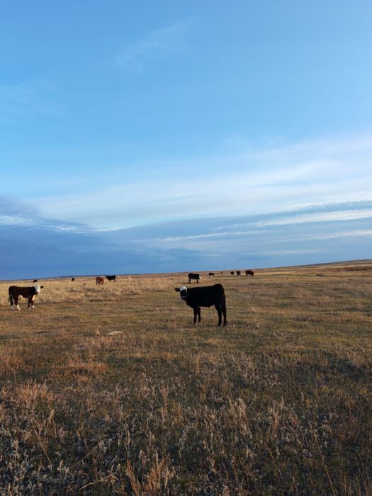 Подсос бұзаулар сатылады